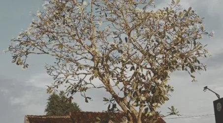 Seni Menghargai “Proses” dan Mengurangi “Protes”